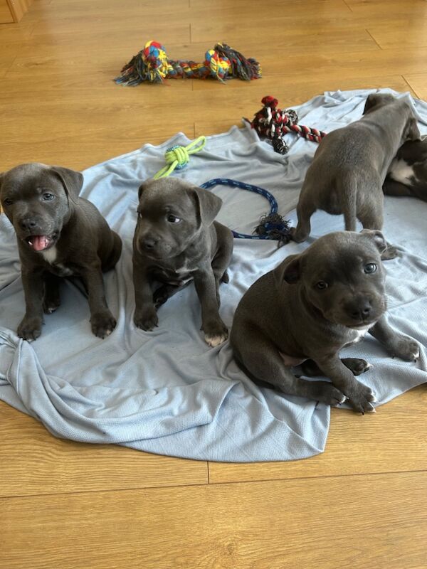 Staffordshire Bull Terrier puppies for sale in Plymouth, Devon – KC registered, 8 weeks old - Image 9 of 11