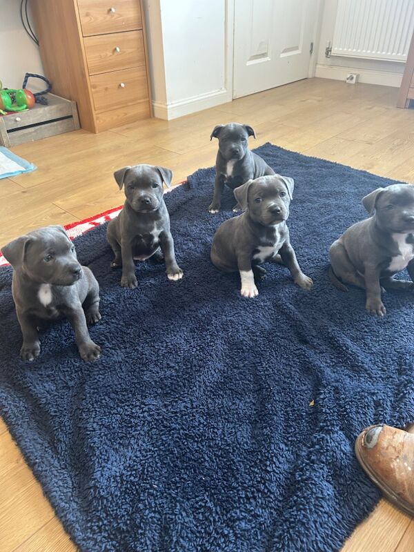 Staffordshire Bull Terrier puppies for sale in Plymouth, Devon – KC registered, 8 weeks old - Image 10 of 11