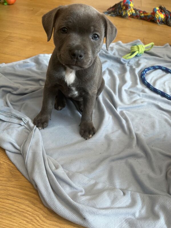 Staffordshire Bull Terrier puppies for sale in Plymouth, Devon – KC registered, 8 weeks old - Image 11 of 11