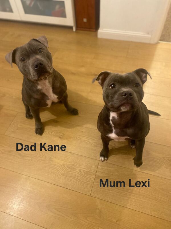 Staffordshire Bull Terrier puppies for sale in Plymouth, Devon – KC registered, 9 weeks old - Image 5 of 6