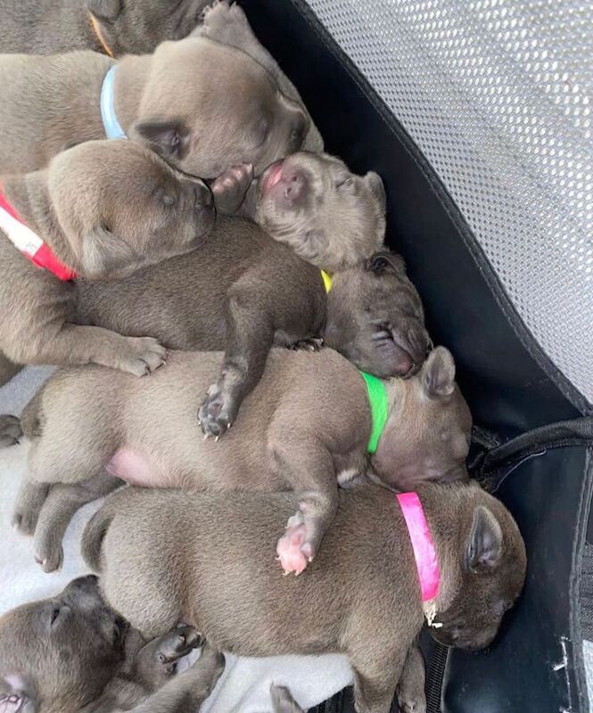 Staffordshire Bull Terrier puppies for sale in Liverpool, Merseyside – KC registered, 6 weeks old