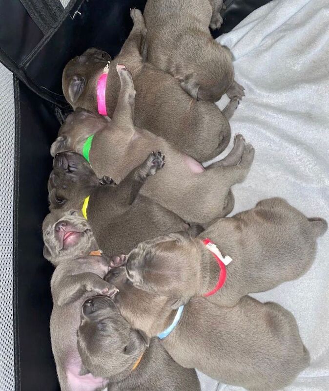 Staffordshire Bull Terrier puppies for sale in Liverpool, Merseyside – KC registered, 6 weeks old - Image 2 of 14