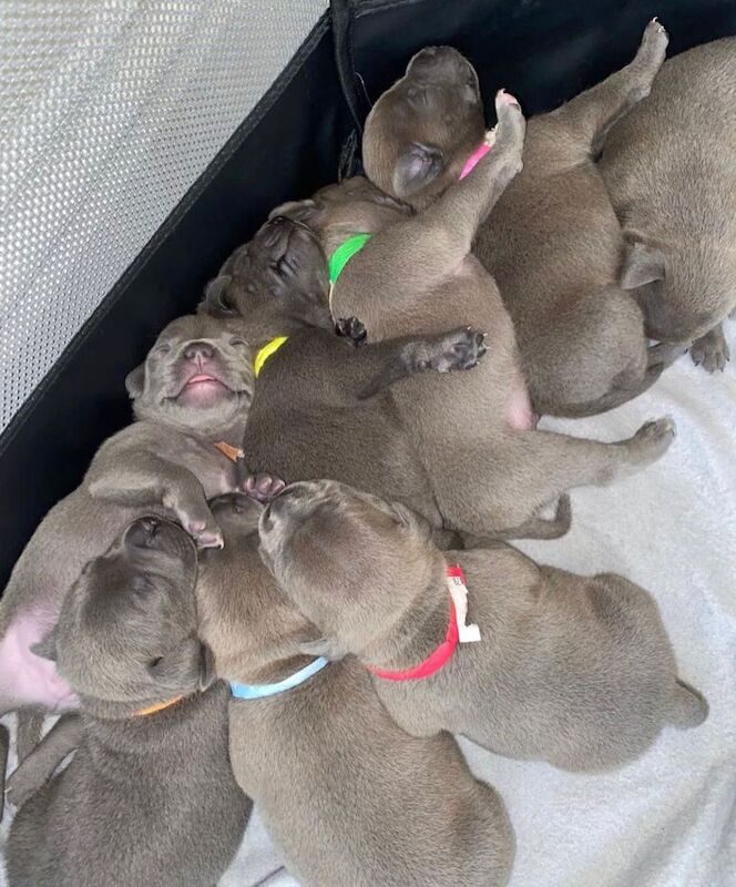 Staffordshire Bull Terrier puppies for sale in Liverpool, Merseyside – KC registered, 6 weeks old - Image 3 of 14