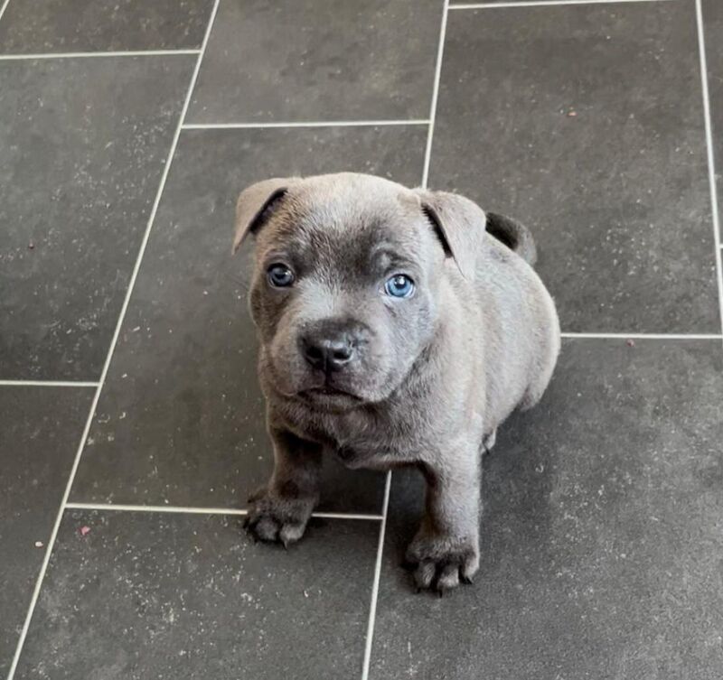 Staffordshire Bull Terrier puppies for sale in Liverpool, Merseyside – KC registered, 6 weeks old - Image 8 of 14
