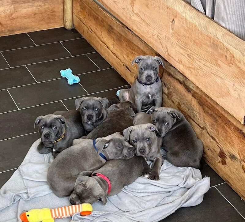 Staffordshire Bull Terrier puppies for sale in Liverpool, Merseyside – KC registered, 6 weeks old - Image 10 of 14