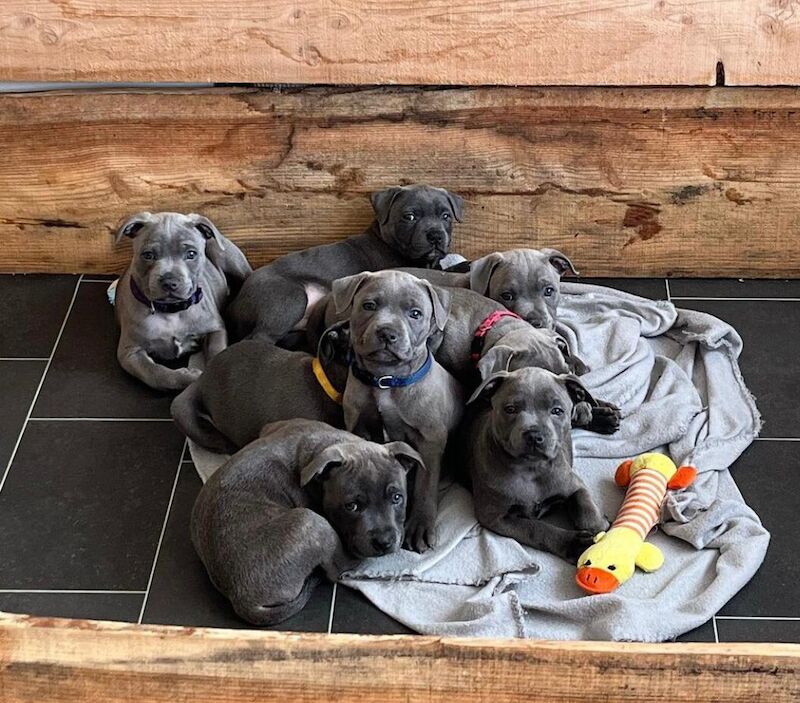 Staffordshire Bull Terrier puppies for sale in Liverpool, Merseyside – KC registered, 6 weeks old - Image 11 of 14