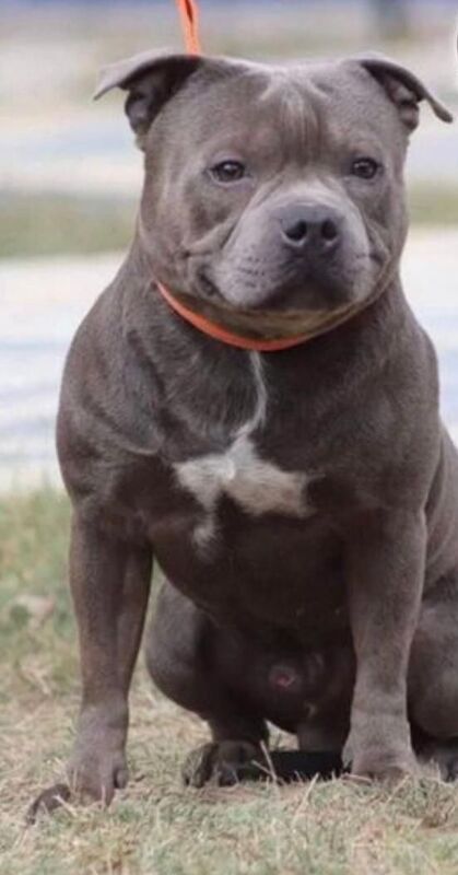 Staffordshire Bull Terrier puppies for sale in Liverpool, Merseyside – KC registered, 6 weeks old - Image 12 of 14