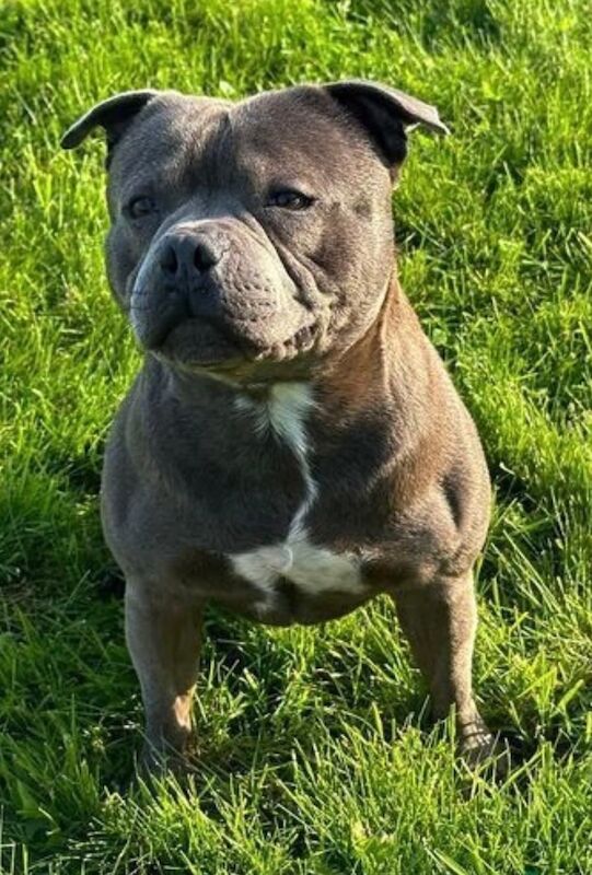 Staffordshire Bull Terrier puppies for sale in Liverpool, Merseyside – KC registered, 6 weeks old - Image 14 of 14