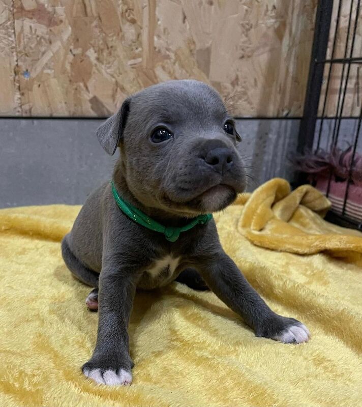 Staffordshire Bull Terrier puppies for sale in Leeds, West Yorkshire – KC registered, 6 weeks old - Image 2 of 13