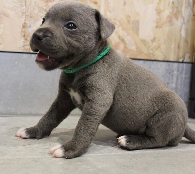 Staffordshire Bull Terrier puppies for sale in Leeds, West Yorkshire – KC registered, 6 weeks old - Image 4 of 13