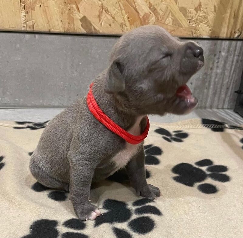 Staffordshire Bull Terrier puppies for sale in Leeds, West Yorkshire – KC registered, 6 weeks old - Image 5 of 13