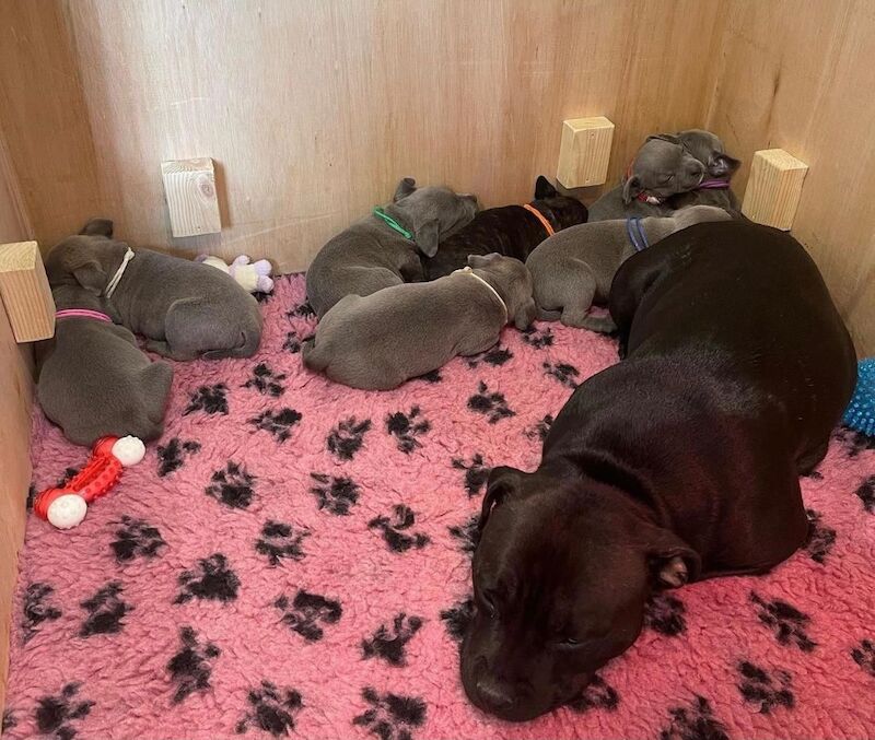 Staffordshire Bull Terrier puppies for sale in Leeds, West Yorkshire – KC registered, 6 weeks old - Image 7 of 13