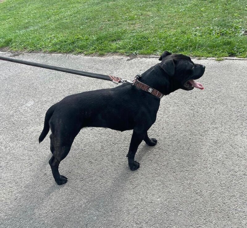 Staffordshire Bull Terrier puppies for sale in Leeds, West Yorkshire – KC registered, 6 weeks old - Image 11 of 13
