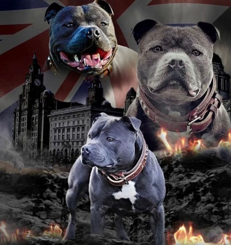 Staffordshire Bull Terrier puppies for sale in Leeds, West Yorkshire – KC registered, 6 weeks old - Image 12 of 13