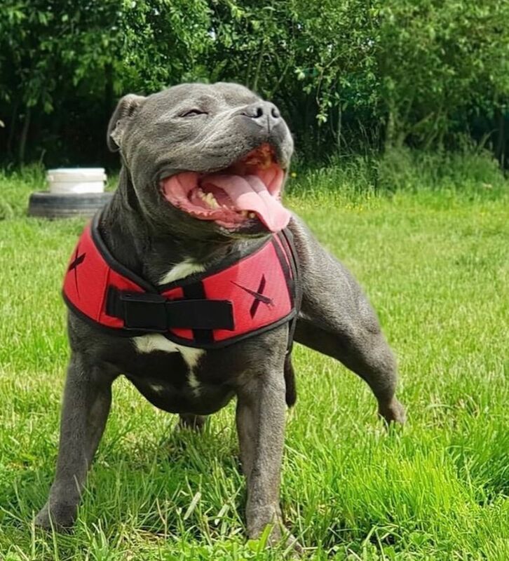 Staffordshire Bull Terrier puppies for sale in Leeds, West Yorkshire – KC registered, 6 weeks old - Image 13 of 13