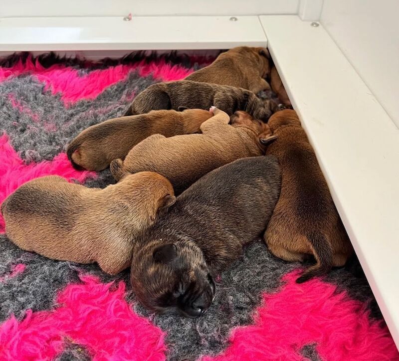 Staffordshire Bull Terrier puppies for sale in Kidderminster, Worcestershire – KC registered, 6 weeks old