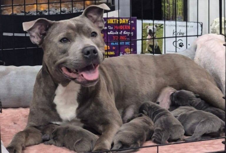 Staffordshire bull terrier puppies for sale in Dunmurry, County Antrim - Image 1
