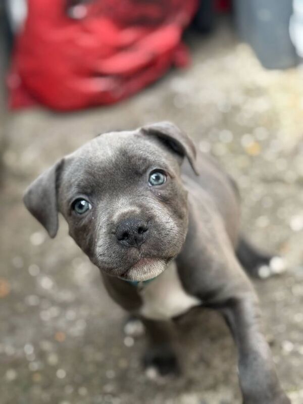 Staffordshire bull terrier puppies for sale in Pontypool / Pont-y-pŵl, Gwent