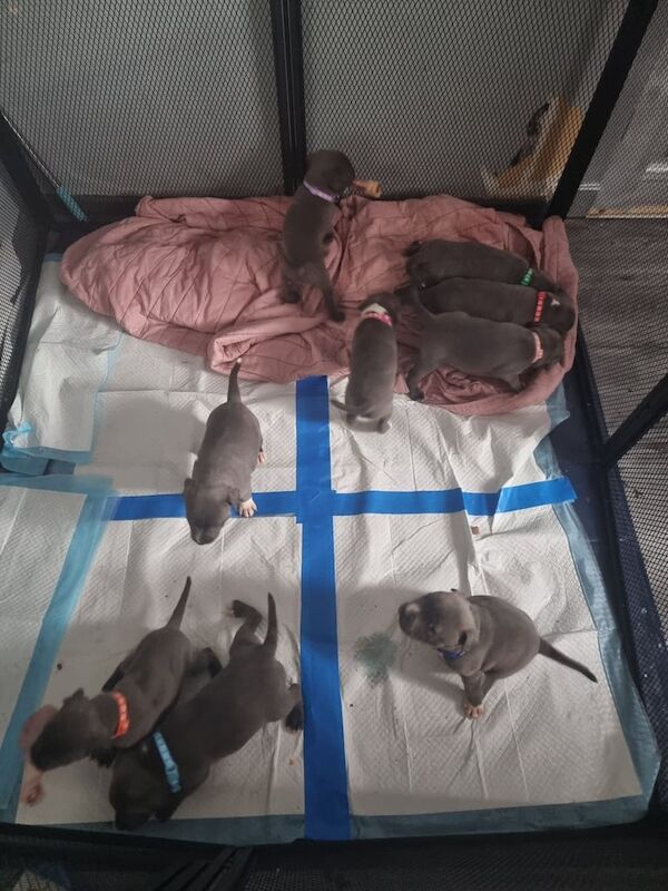Staffordshire bull terrier puppies for sale in Paisley, Renfrewshire