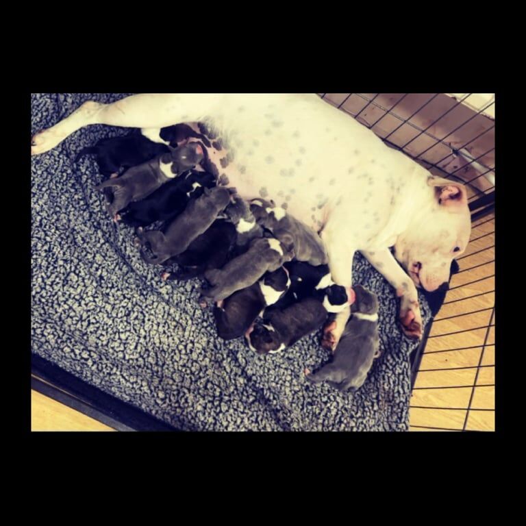 Staffordshire Bull Terrier puppies for sale in Mansfield, Nottinghamshire – 1 week old