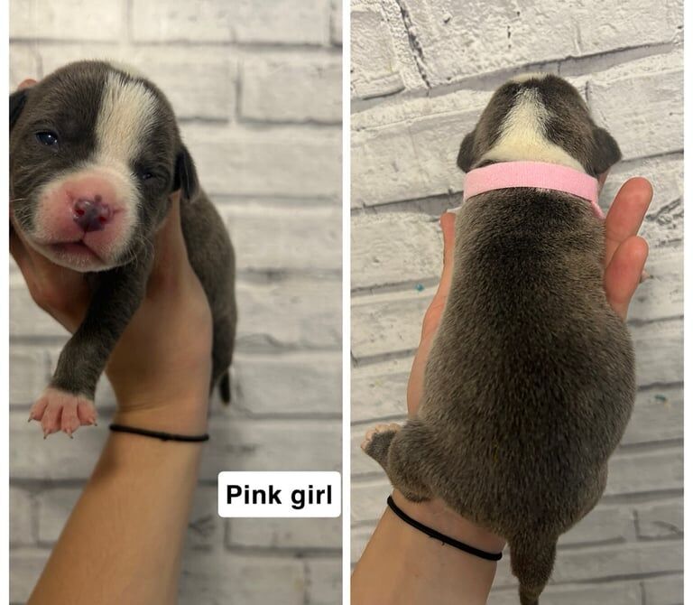 Staffordshire Bull Terrier puppies for sale in Mansfield, Nottinghamshire – 2 weeks old - Image 2 of 3