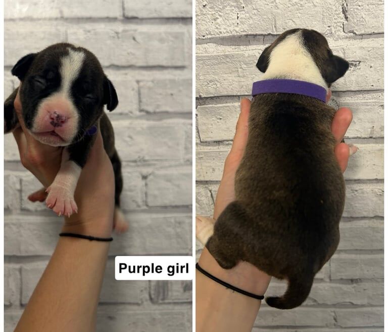 Staffordshire Bull Terrier puppies for sale in Mansfield, Nottinghamshire – 2 weeks old - Image 3 of 3