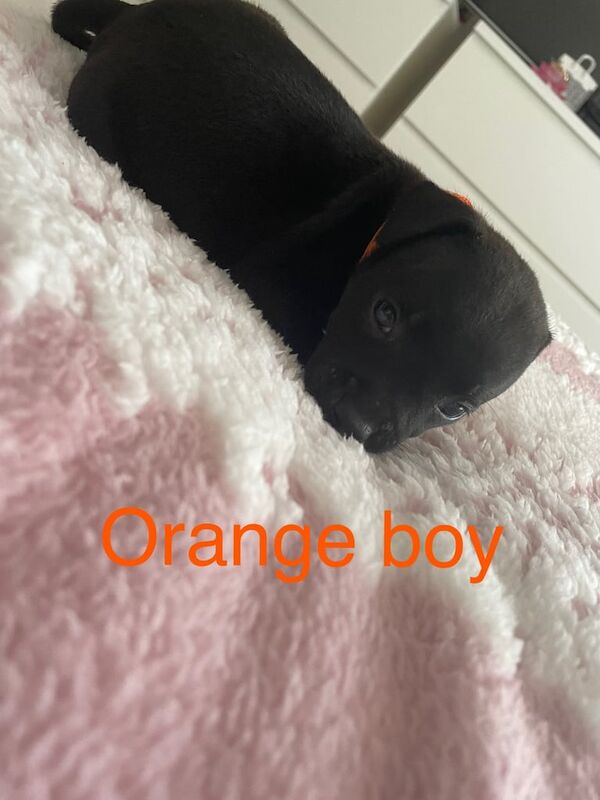 Staffordshire Bull Terrier puppies for sale in Culverhouse Cross, South Glamorgan – KC registered, 8 weeks old