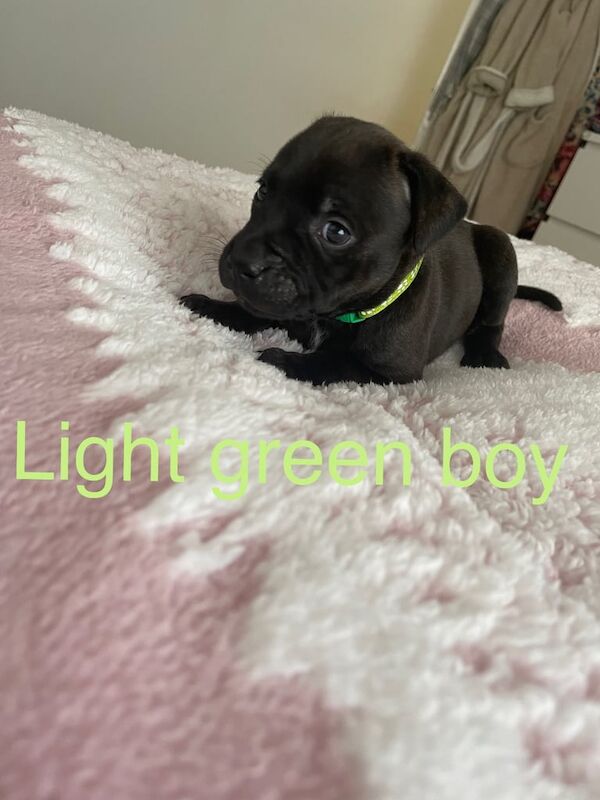 Staffordshire Bull Terrier puppies for sale in Culverhouse Cross, South Glamorgan – KC registered, 8 weeks old - Image 2 of 3