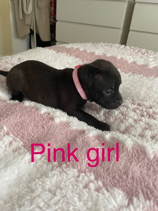 Staffordshire Bull Terrier puppies for sale in Culverhouse Cross, South Glamorgan – KC registered, 8 weeks old - Image 3 of 3