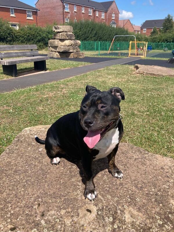 Staffordshire Bull Terrier puppies for sale in Hereford, Herefordshire – 2 days old