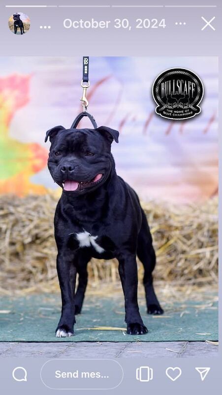Staffordshire Bull Terrier puppies for sale in Hereford, Herefordshire – 2 days old - Image 2 of 3