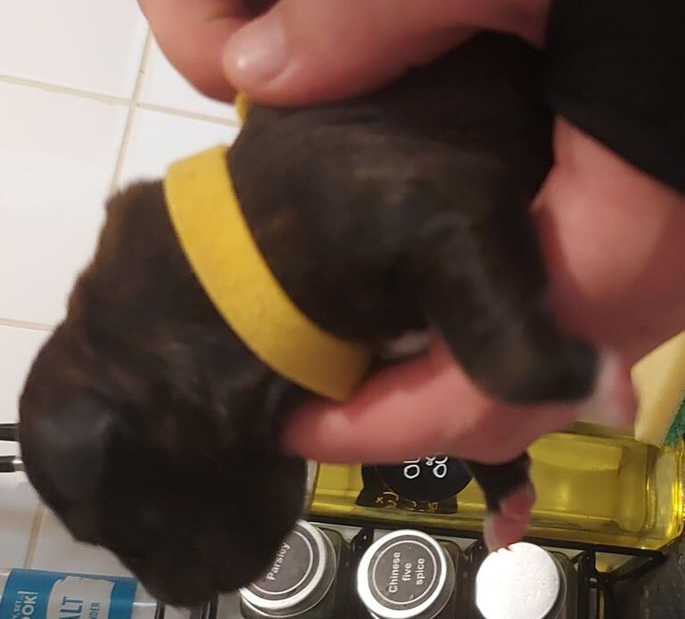 Staffordshire Bull Terrier puppies for sale in Hereford, Herefordshire – 2 days old - Image 3 of 3