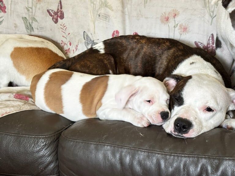 Staffordshire Bull Terrier puppies for sale in Pontardawe, West Glamorgan – 7 weeks old