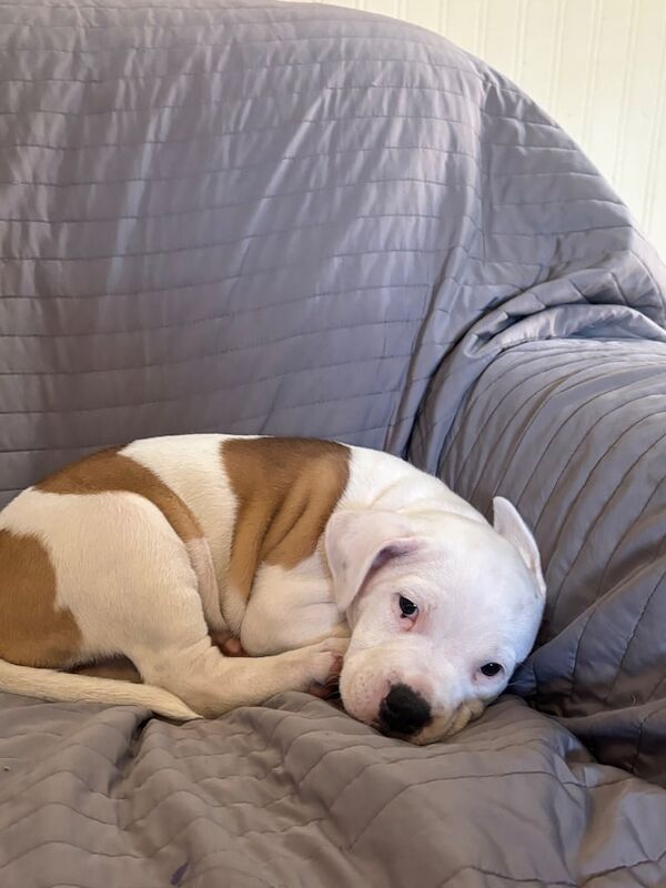 Staffordshire Bull Terrier puppies for sale in Pontardawe, West Glamorgan – 7 weeks old - Image 2 of 3