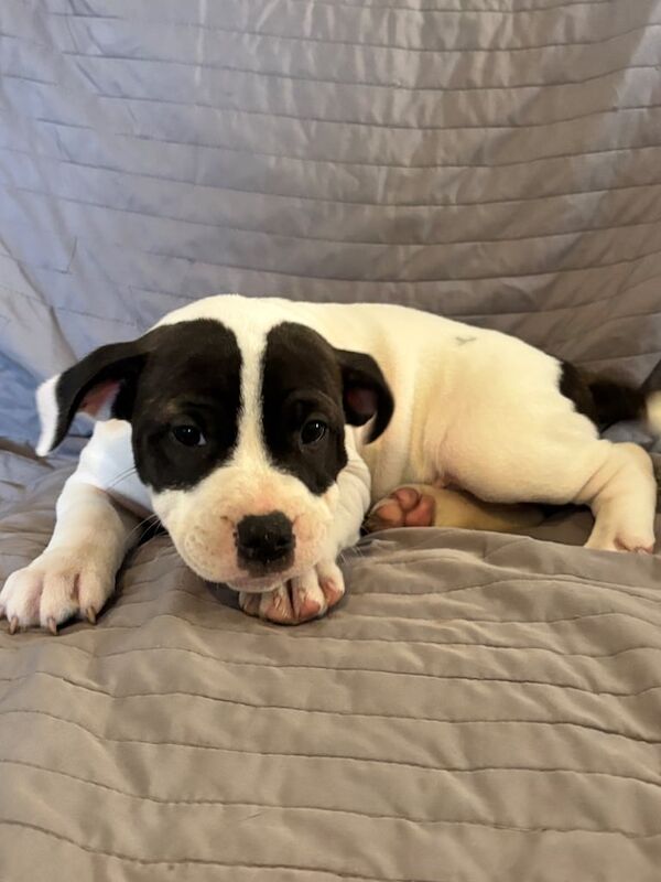 Staffordshire Bull Terrier puppies for sale in Pontardawe, West Glamorgan – 7 weeks old - Image 3 of 3