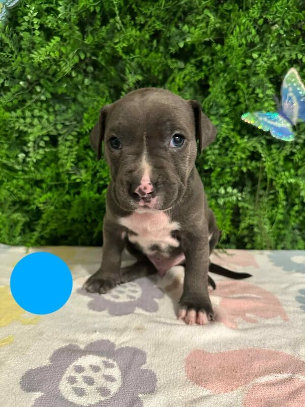 Staffordshire Bull Terrier puppies for sale in Erdington, West Midlands – 9 weeks old