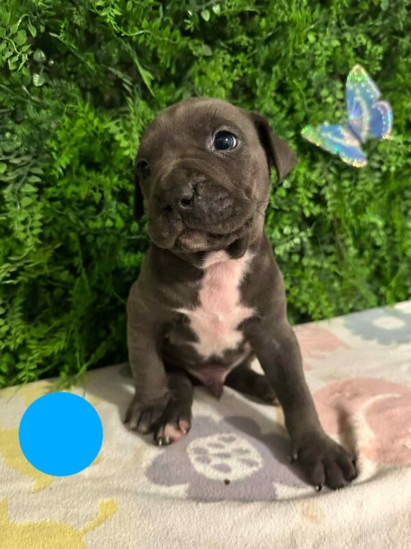 Staffordshire Bull Terrier puppies for sale in Erdington, West Midlands – 9 weeks old - Image 2 of 3