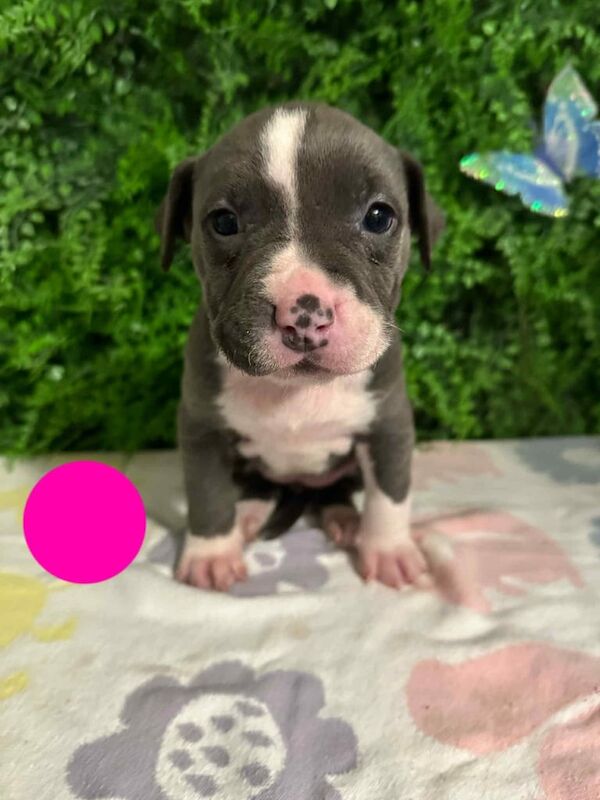 Staffordshire Bull Terrier puppies for sale in Erdington, West Midlands – 9 weeks old - Image 3 of 3