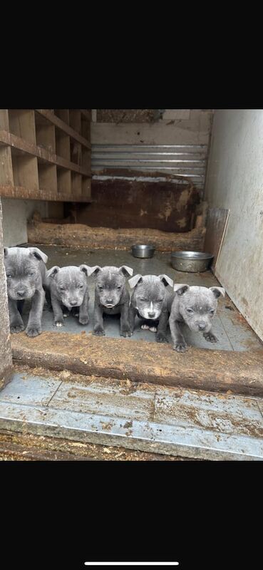 Staffordshire Bull Terrier puppies for sale in Downpatrick, County Down – KC registered, 4 months old - Image 2 of 3