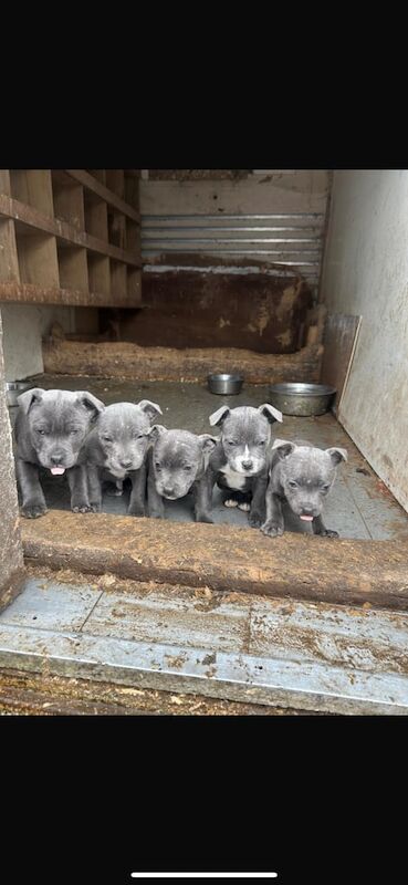 Staffordshire Bull Terrier puppies for sale in Downpatrick, County Down – KC registered, 4 months old - Image 3 of 3