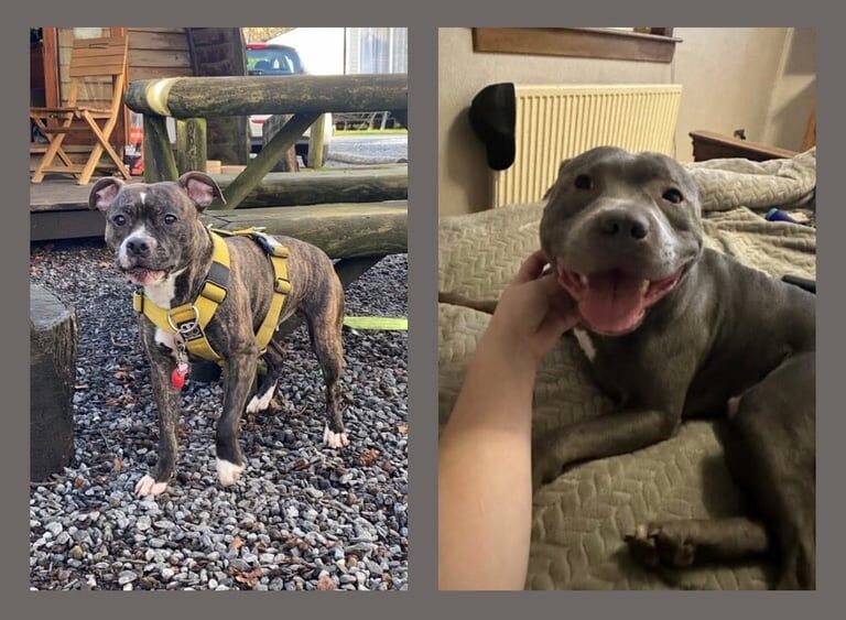 Staffordshire Bull Terrier puppies for sale in Ayr, Ayrshire and Arran – KC registered, 4 days old