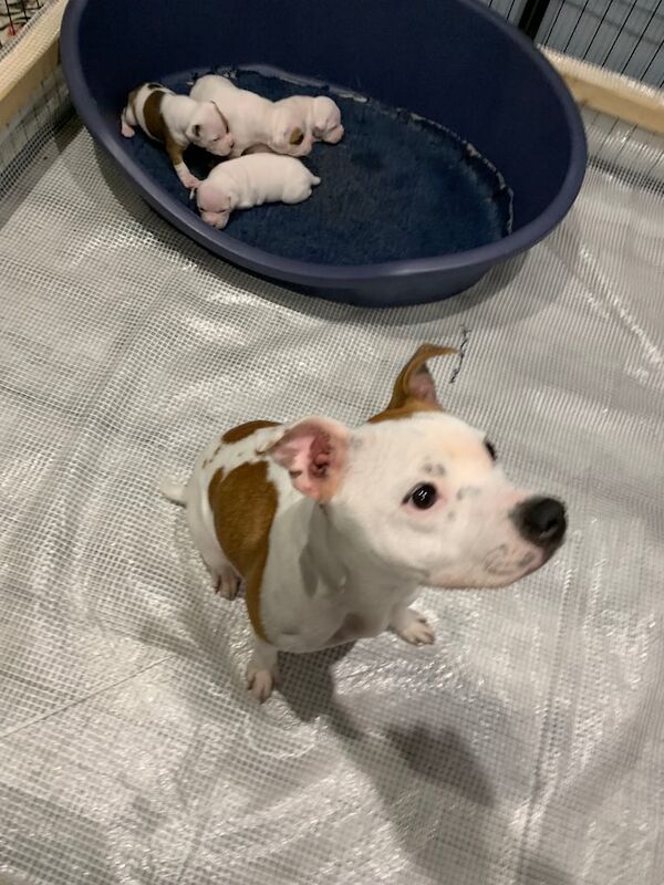 Staffordshire Bull Terrier puppies for sale in Southampton, Hampshire – 2 weeks old