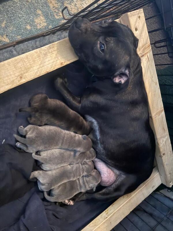 Staffordshire Bull Terrier puppies for sale in Swineshead, Lincolnshire – KC registered, 2 weeks old