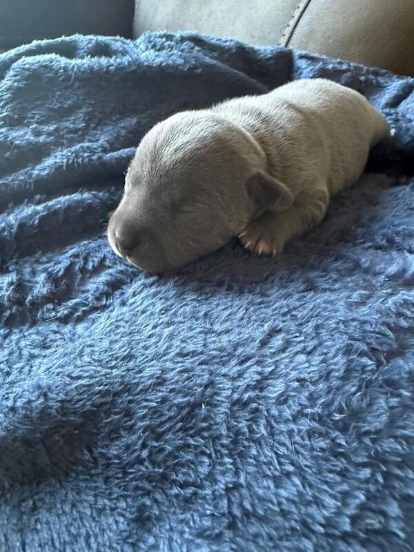 Staffordshire Bull Terrier puppies for sale in Swineshead, Lincolnshire – KC registered, 11 weeks old - Image 2 of 3