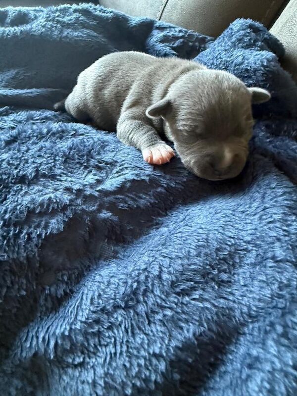 Staffordshire Bull Terrier puppies for sale in Swineshead, Lincolnshire – KC registered, 11 weeks old - Image 3 of 3