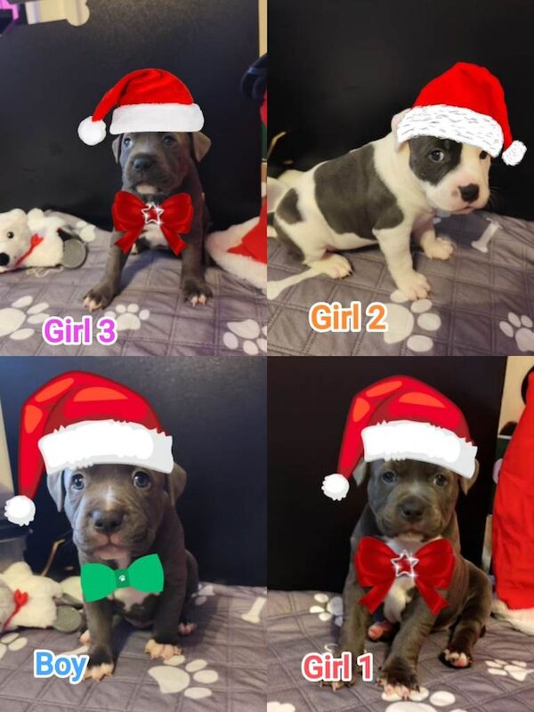 Staffordshire Bull Terrier puppies for sale in Methil, Fife – 9 weeks old