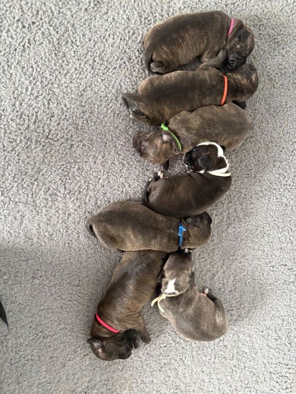 Staffordshire Bull Terrier Puppies