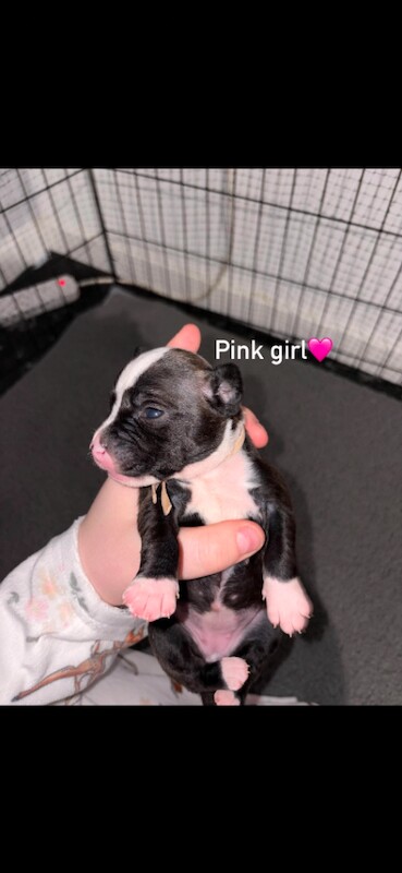 Staffordshire Bull Terrier Puppies - Image 2 of 6