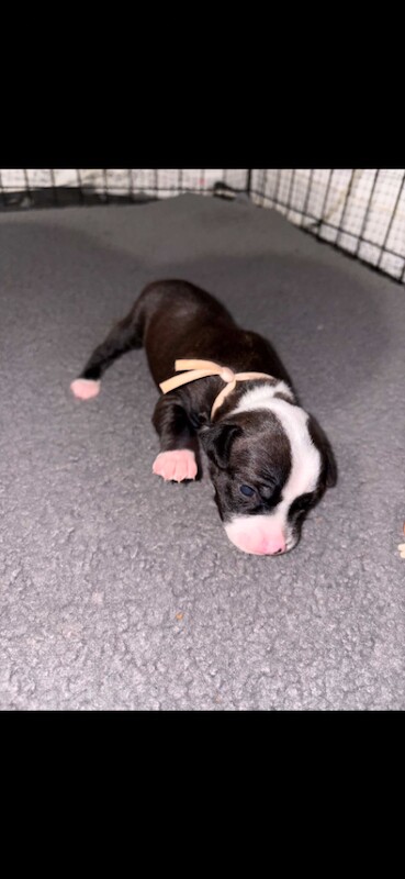 Staffordshire Bull Terrier Puppies - Image 3 of 6