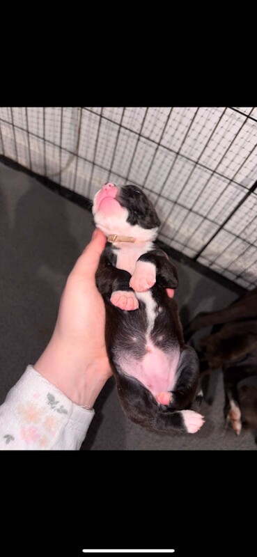 Staffordshire Bull Terrier Puppies - Image 4 of 6